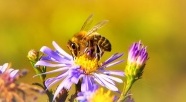 Pyłek pszczeli: Naturalny superpokarm na wyciągnięcie ręki